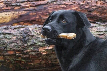 Black Labrador holding a natural yak cheese dog chew in its mouth, standing outdoors against a wooden log background. Ideal for promoting long-lasting, healthy dog treats