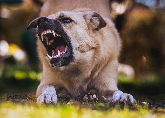 Tan-colored dog aggressively baring its teeth and growling outdoors on the grass. The image highlights the importance of dental health and care for dogs