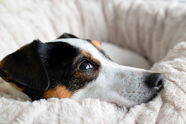 Small Jack Russell Terrier resting comfortably on a soft bed, looking calm and relaxed. Perfect for showcasing cozy environments for dogs and promoting natural, healthy dog chews.