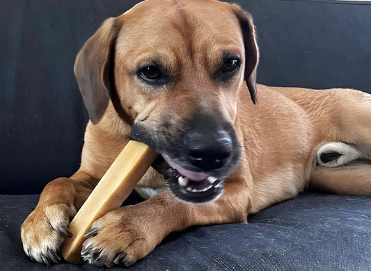 Natural Dental Chews for Dogs
