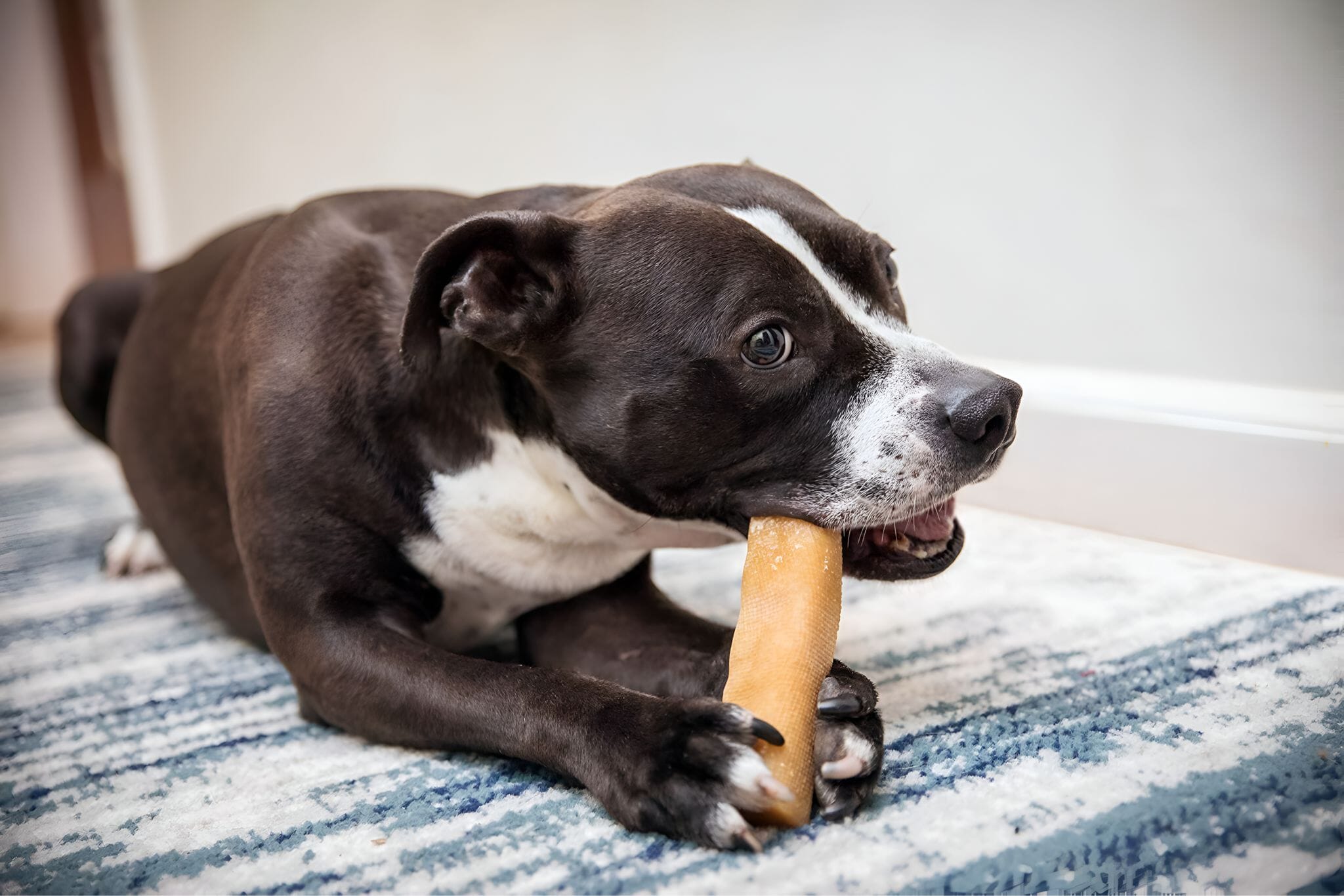 Yak Chews for Dogs: Safe, Tasty, and Perfect for Heavy Chewers