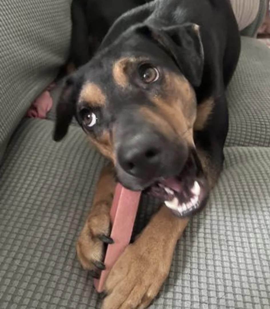 Strawberry Yak Cheese Chew for Dogs - Natural and Digestible Treat, 100% Digestible, Easy on Stomachs, No Artificial Additives