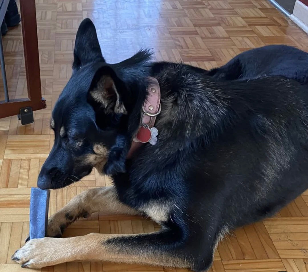 Blueberry Himalayan Yak Cheese Chew for Dogs - Natural and Digestible Treat, 100% Digestible, Easy on Stomachs, All Ages